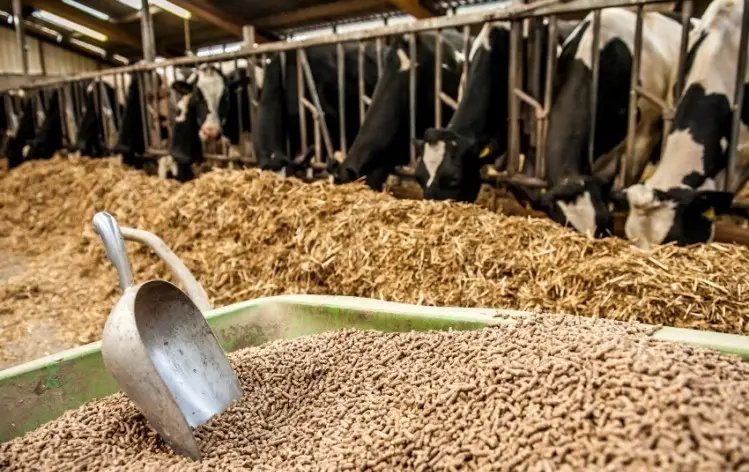 Animal Feed